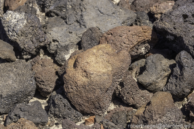 Desert Biogeography of Joshua Tree National Park